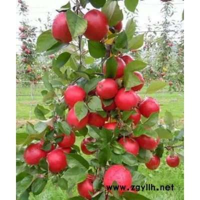 潍坊信浓红苹果苗好成活价格优惠