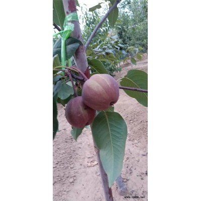 淄博哪里有丰水梨苗,金阳蜜6号梨苗优质商家