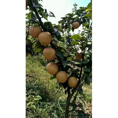 邯郸哪里有梨树苗,全红梨梨苗现货出售