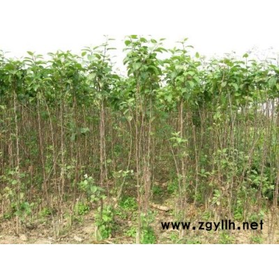朝阳品种苹果苗好成活优质商家