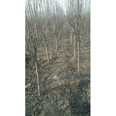 新余柱状苹果苗报价基地价格
