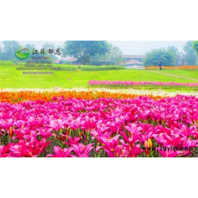 观赏草花种子哪里有卖的...高发芽率