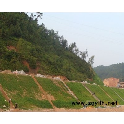 云南省价格最便宜的护坡灌木种子厂家