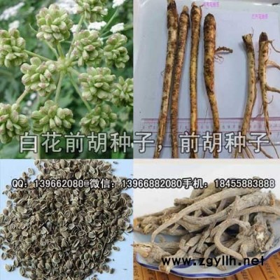 前胡种子种植基地批发,白花前胡种子价格