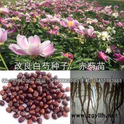 改良芍药苗种植基地批发,改良芍药芽子价格