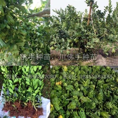 佛手种苗种植基地批发,广佛手苗川佛手扦插苗价格