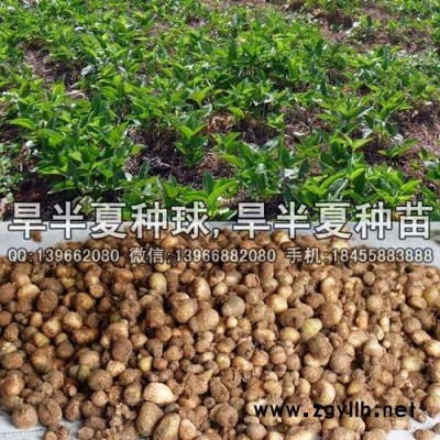 旱半夏种苗种植基地批发,小竹叶旱半夏种球价格