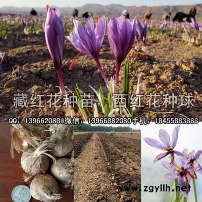 藏红花种苗种植基地批发,驯化西番红花种球价格