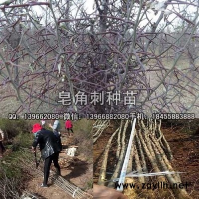 皂角树苗种植基地批发,1-3公分嫁接皂角树苗价格