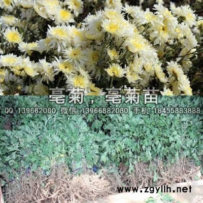 亳菊种苗,亳菊苗批发,亳白菊扦插苗价格