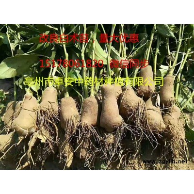 改良白术芽 白术苗.中药材种苗 药用白术苗子 常年 免费技术指导