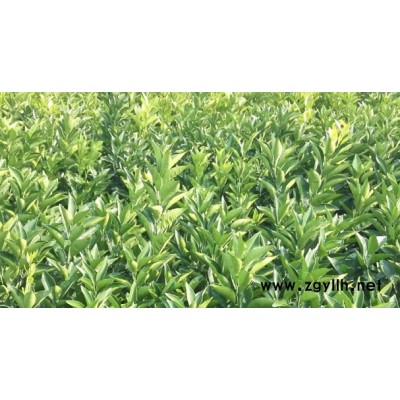 汕头哪里有马水桔苗卖？