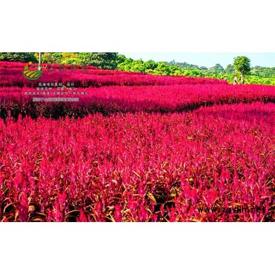 红叶石楠种子种植技术方法...认证企业