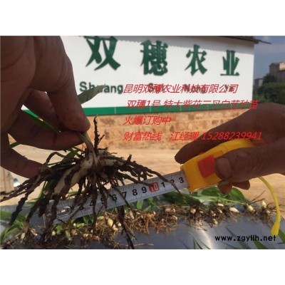 白芨冬天会枯萎吗昆明双穗农业科技有限公司 紫花白芨 金银花种植