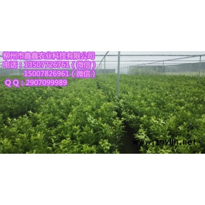 长沙柑桔苗出售