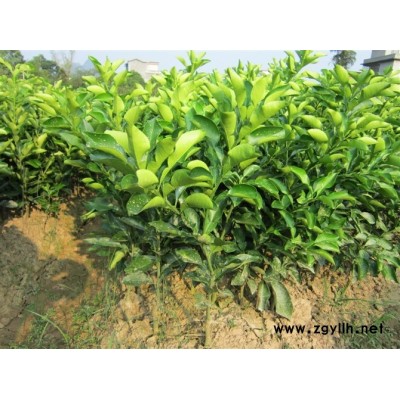 四川三红柚子苗品种，四川三红柚子苗特点