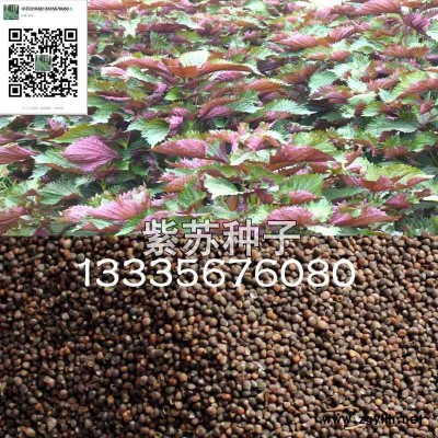 紫苏种子价格,紫苏种子批发零售