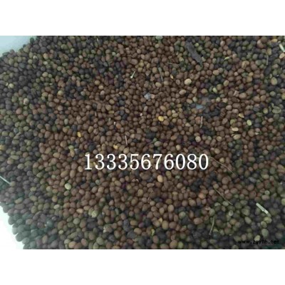 丹参籽/丹参种子批发零售商