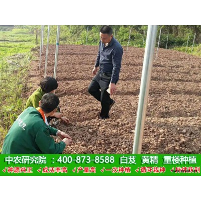 白芨种植技术好不好学？白芨种植技术学习要多久？