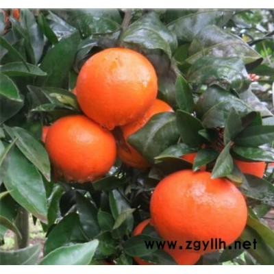 沃柑苗基地，沃柑苗价格，沃柑苗批发