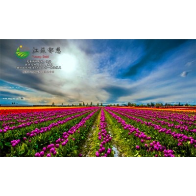 玩具熊向日葵种子哪里有卖的...认证企业