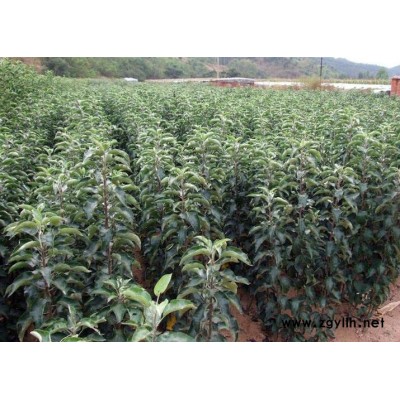 淄博水蜜桃苹果苗批发质量好
