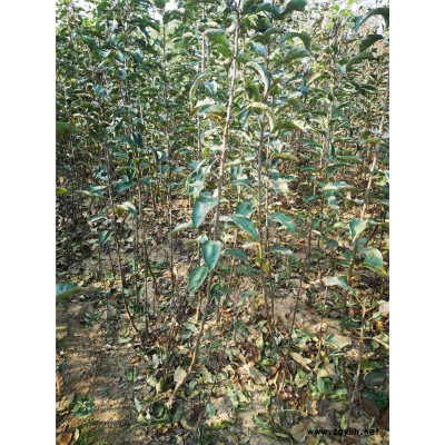 乌鲁木齐鲁丽苹果苗价格大量供应