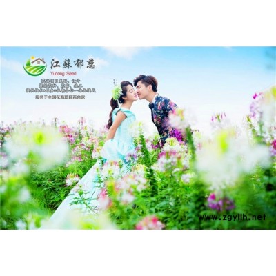 盐肤木种子-望江南种子哪里有卖的-认证企业