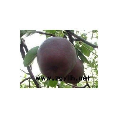 林芝哪里有金阳蜜2号梨苗,早红玉梨苗怎么可以联系到