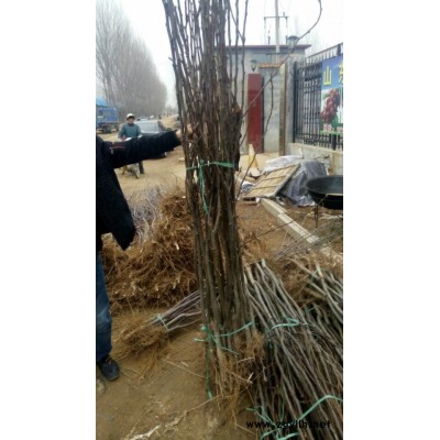 郑州哪里有新梨7号梨苗,早红考蜜斯梨苗大量供应