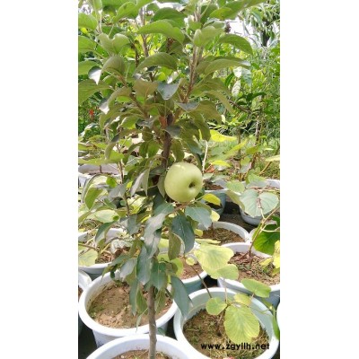 玉林烟0号苹果苗供应种植基地