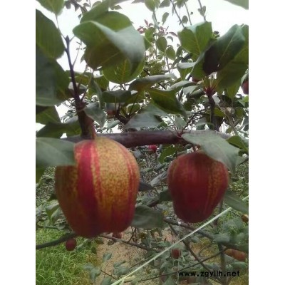 忻州哪里有晚秋黄梨苗,包金梨苗技术指导