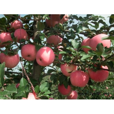 太原信浓红苹果苗查看大量供应