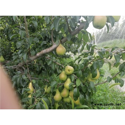 湛江哪里有香水梨苗,热销梨苗价格优惠