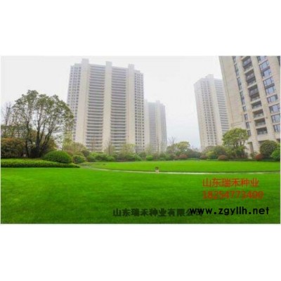 草坪种子黑麦草坪种子紫花苜蓿二月兰