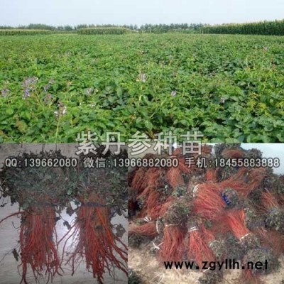 航天紫丹参苗种植GAP基地,丹参种苗价格批发厂家