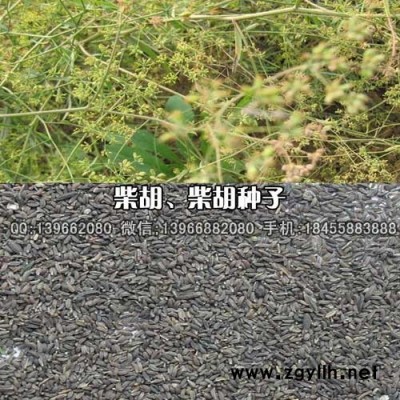 柴胡种子种植基地批发,31号黄红柴胡籽价格