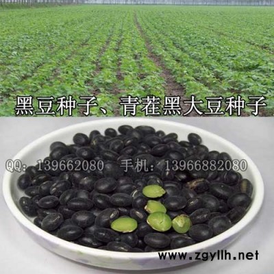 黑豆种子种植基地批发,青仁大黑豆种子价格