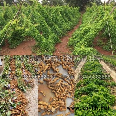 粉防已种苗种植基地批发,野生白木香粉防已苗价格