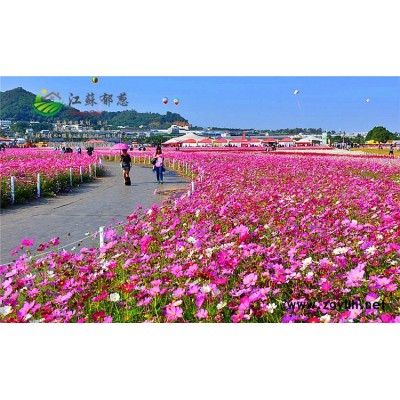 防风种子种植技术方法...高发芽率