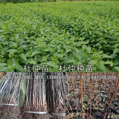 杜仲种苗种植基地批发,1-3公分杜仲树苗价格