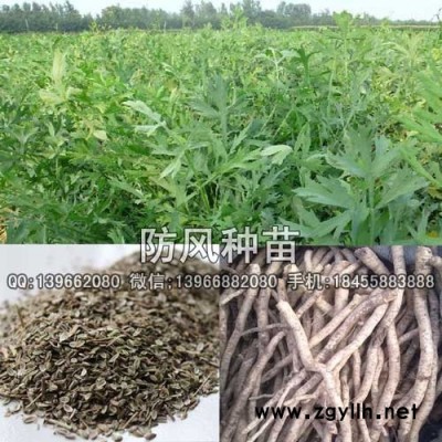 防风种苗种植基地批发,家种北防风苗价格