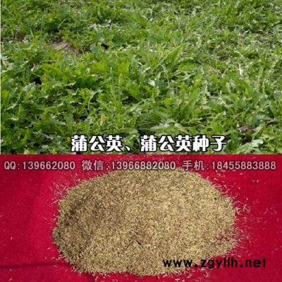 蒲公英种子,黄花小叶蒲公英籽批发,蒲公英苗价格