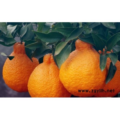 重庆091无籽沃柑苗，重庆091无籽沃柑苗批发