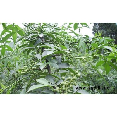 四川九叶青花椒苗批发，四川九叶青花椒苗特点