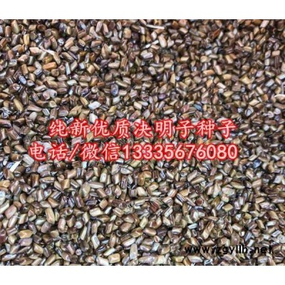 决明子\决明子种子价格