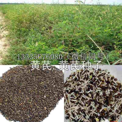 黄芪种子\黄芪种子价格\黄芪种子图片