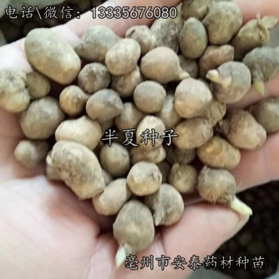 旱半夏种苗\旱半夏种子\旱半夏苗价格