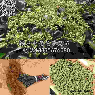 吴茱萸\吴茱萸苗子\吴茱萸种苗价格