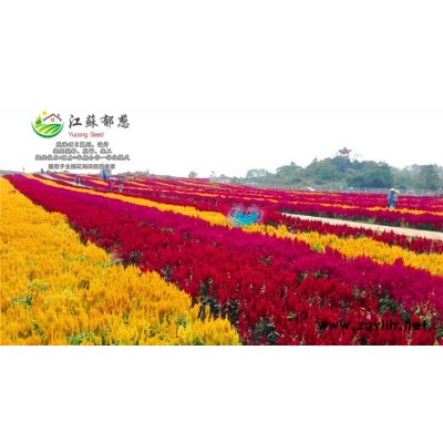 菊苣种子种植技术方法...高发芽率